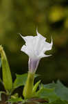 Jimsonweed